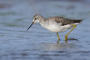 European Shorebird Species Prints: Marsh Sandpiper
