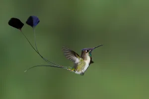Birds In Flight Photos Prints: Marvelous Spatuletail