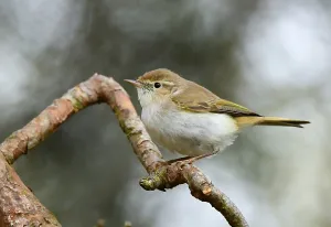 Images Dated 22nd May 2021: Western Bonelli's Warbler Print