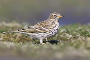 Meadow Pipit Prints: Meadow Pipit