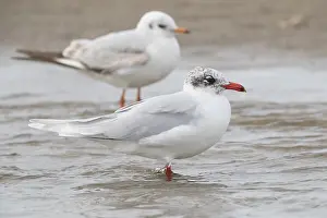 Mediterranean Gull Prints: Mediterranean Gull