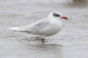 Mediterranean Gull Prints: Mediterranean Gull