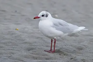 Charadriiformes Birds Europe Prints: Mediterranean Gull