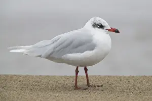 Mediterranean Gull Prints: Mediterranean Gull