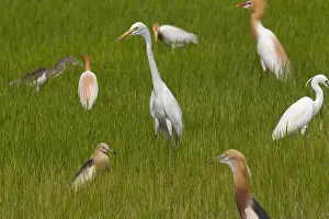 Thailand Wildlife Photos Prints: Medium Egret, Ardea intermedia
