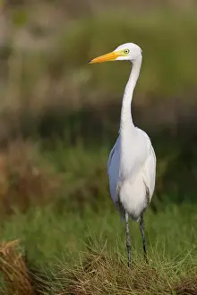 Ciconiiformes Birds Of Prey Prints: Medium Egret, Ardea intermedia