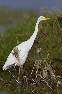 Birds Of Ciconiiformes Order Prints: Medium Egret, Ardea intermedia