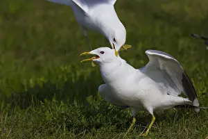 Mew Gull Print: Adults Fighting for Food