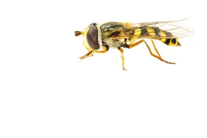 Eupeodes Corollae Prints: Migrant Hoverfly, Eupeodes corollae