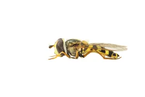 White Background Insects Prints: Migrant Hoverfly, Eupeodes corollae
