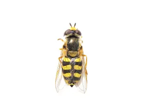 Eupeodes Corollae Prints: Migrant Hoverfly, Eupeodes corollae