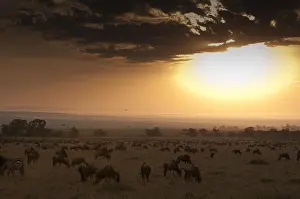 East African Animals Prints: A migrating herd of wildebeests