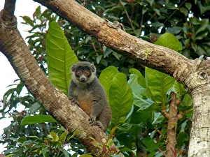 Africa Animal Conservation Prints: Mongoose lemur, Eulemur mongoz