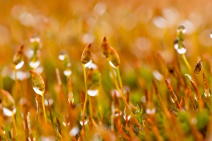 Moss Print with Dew Close-up