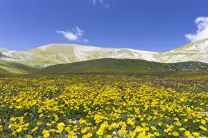 Framed Print : Ranunculus Mountain Landscape Print Framed Print : Ranunculus Mountain Landscape Print