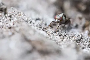 Baden Wurttemberg Fauna Prints: Myennis octopunctata