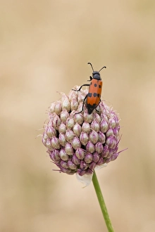 Close Up Insect Photos Prints: Mylabris quadripunctata