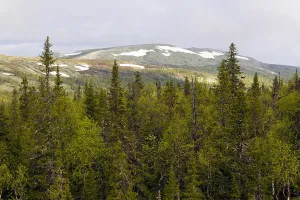 Russian Mountains Prints: Naaldbos, Pine forest