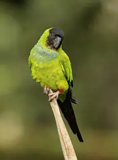Brazilian Wildlife Images Prints: Nanday Parakeet (Aratinga nenday)