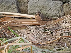 Thrush Bird Species Prints: Naumann's Thrush