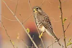 African Raptors Prints: Neglected Kestrel