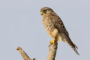 Wildlife In Africa Prints: Neglected Kestrel