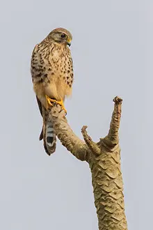 Wildlife In Africa Prints: Neglected Kestrel