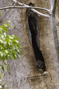 Night Lemur Print: Tree-Dwelling Primate