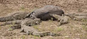 Kruger National Park Animals Prints: Nile Crocodiles