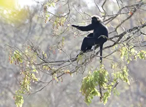 Indian Wildlife Photography Tour Prints: Nilgiri langur, Semnopithecus johnii