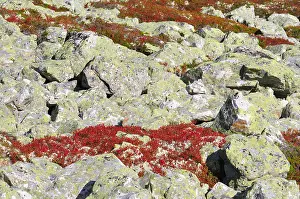 Scandinavia Mountain Scenery Prints: Nipfjellet