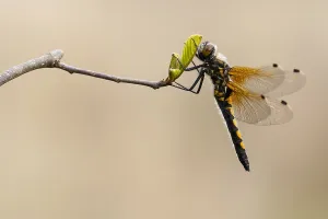 Images Dated 1st May 2015: Noordse witsnuitlibel Print, a Ruby Whiteface Dragonfly Image