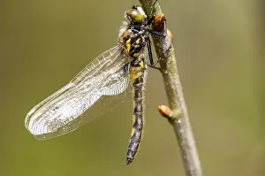 Odonata Species Europe Prints: Noordse witsnuitlibel, Ruby Whiteface, Leucorrhinia rubicunda
