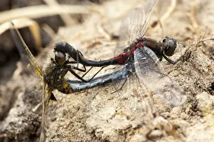 Odonata Species Europe Prints: Noordse witsnuitlibel, Ruby Whiteface, Leucorrhinia rubicunda