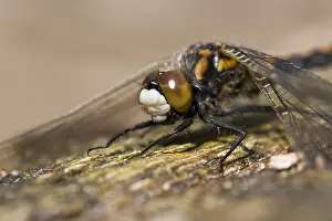 Noordse witsnuitlibel Print - Adult Ruby Whiteface Dragonfly Image