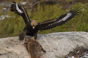 Aquila Chrysaetos Pictures Prints: Noorwegen