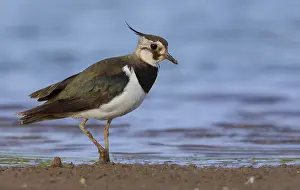 Nature Photography Italy Prints: Northern Lapwing