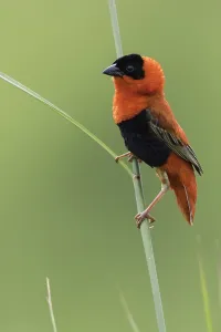 Summer Plumage Birds Prints: Northern Red Bishop, Euplectes franciscanus