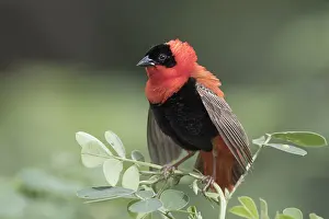 Male Northern Red Bishop Print in Breeding Plumage