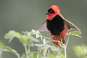 Africa Nature Photography Prints: Northern Red Bishop, Euplectes franciscanus