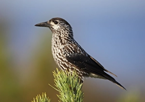 Print of Spotted Nutcracker perched on a pine tree