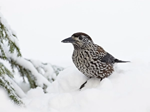 Snowy Winter Scenes Prints: Notenkraker, Spotted Nutcracker, Nucifraga caryocatactes