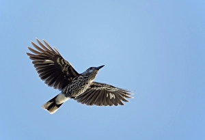 Snowy Bird Perched Prints: Notenkraker, Spotted Nutcracker, Nucifraga caryocatactes