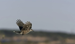 Markus Varesvuo Photos Prints: Notenkraker, Spotted Nutcracker, Nucifraga caryocatactes