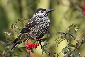 Spotted Nutcracker Prints: Notenkraker, Spotted Nutcracker, Nucifraga caryocatactes