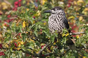 Spotted Nutcracker Prints: Notenkraker, Spotted Nutcracker, Nucifraga caryocatactes