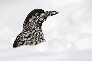 Spotted Nutcracker Prints: Notenkraker, Spotted Nutcracker, Nucifraga caryocatactes
