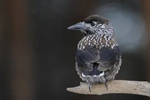 Spotted Nutcracker Prints: Notenkraker, Spotted Nutcracker, Nucifraga caryocatactes