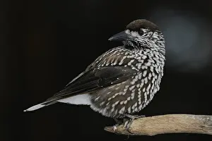 Spotted Nutcracker Prints: Notenkraker, Spotted Nutcracker, Nucifraga caryocatactes
