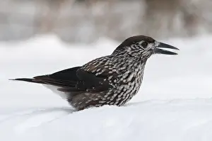 Spotted Nutcracker Prints: Notenkraker, Spotted Nutcracker, Nucifraga caryocatactes